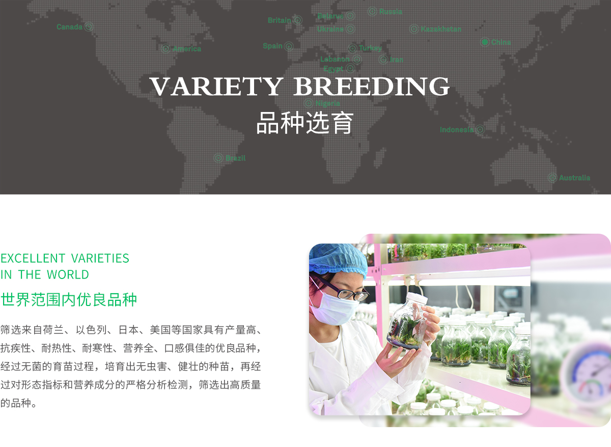 品种选育